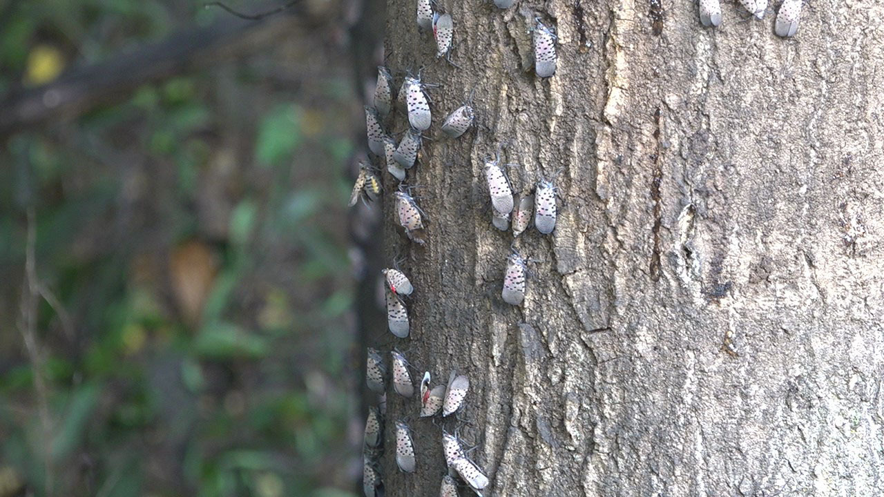 Spotted lanternflies could cost Pennsylvania $324 million a year