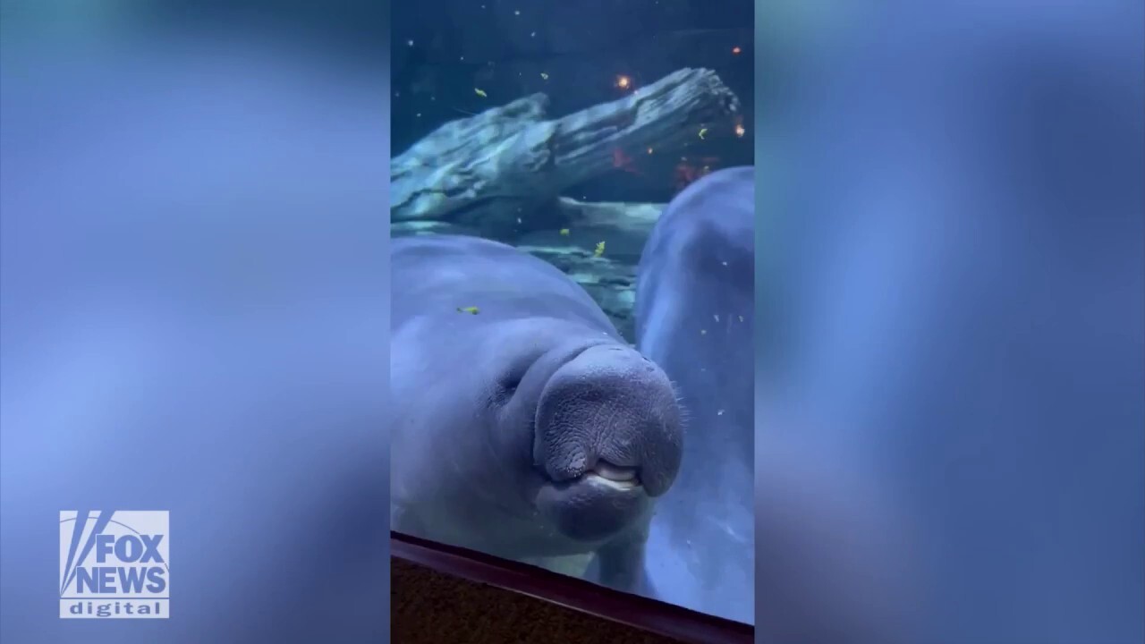 Cute! Manatee is spotted pushing its face against aquarium glass