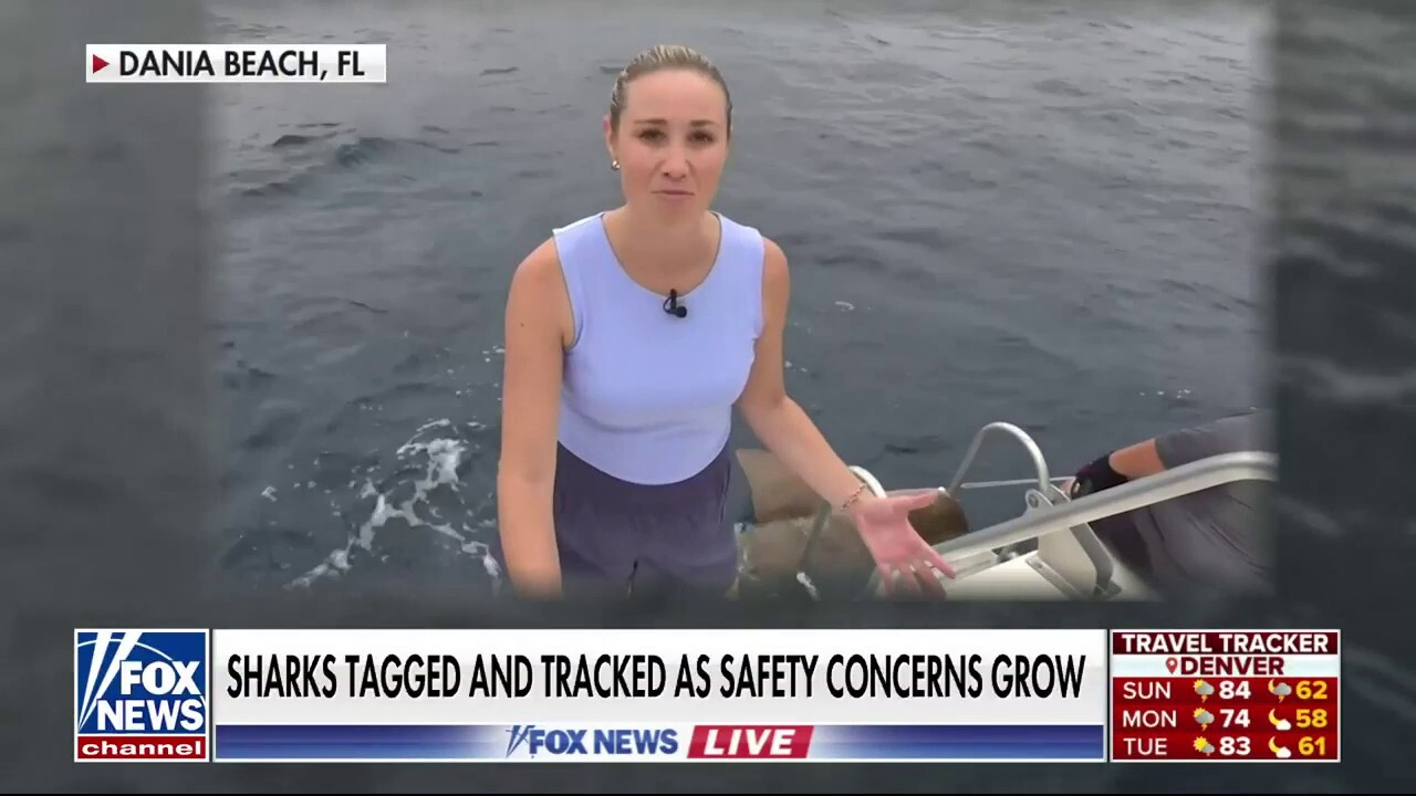 'Fox News Live' gets up close and personal with sharks as safety concerns grown