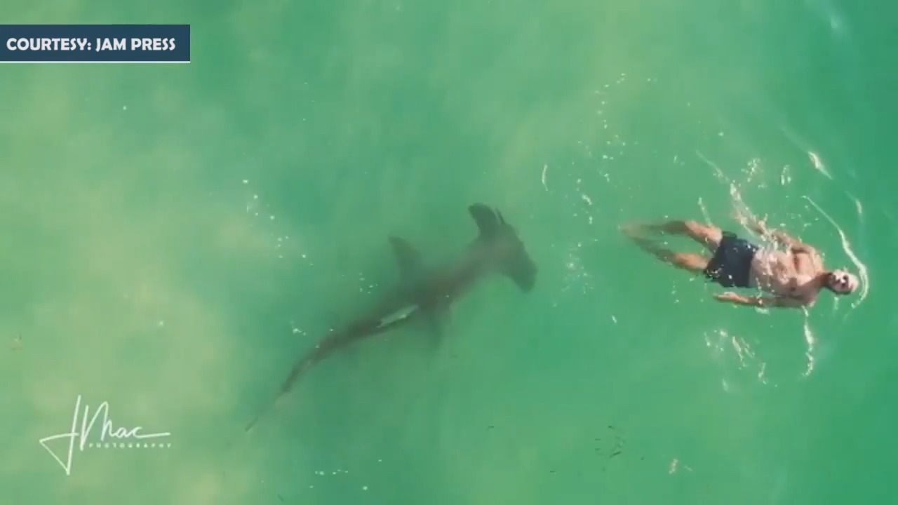 Hammerhead shark lurks behind man 