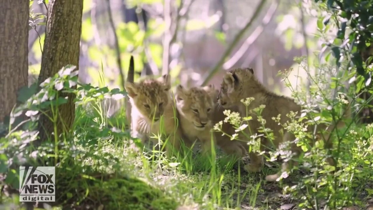 Lion cubs take first steps outside at London Zoo