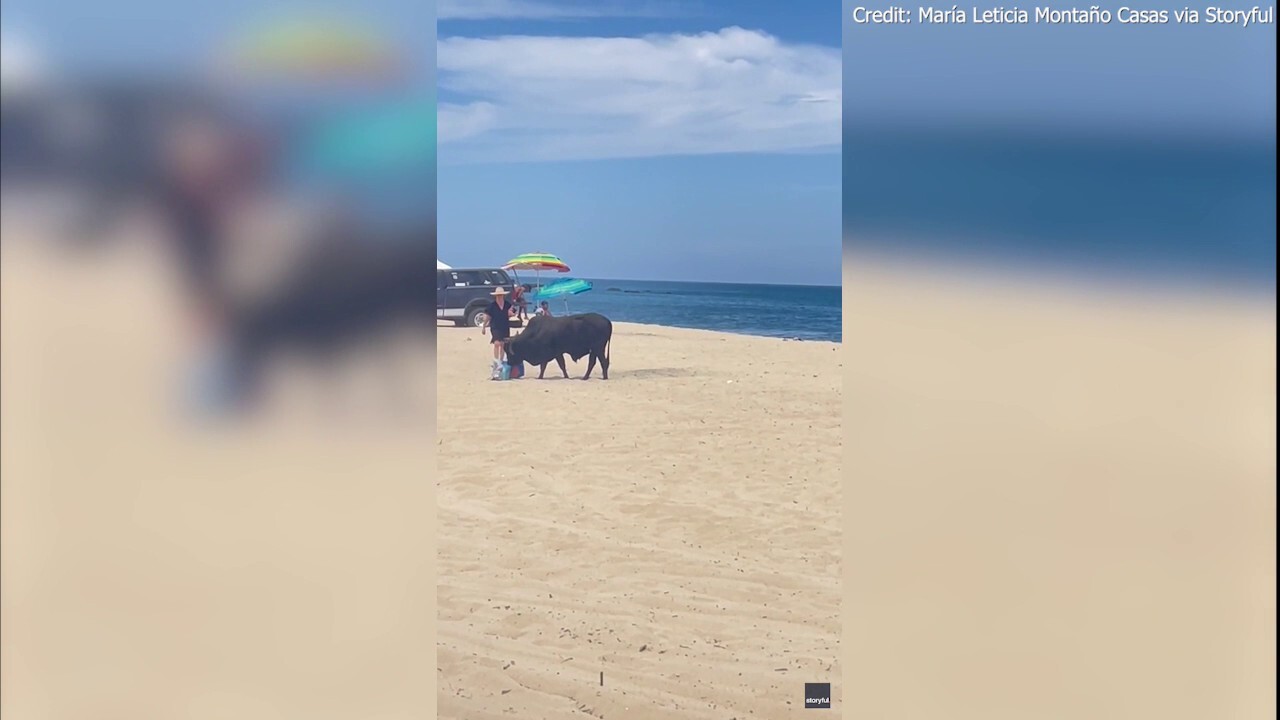 Разярен бик атакува жена на мексикански плаж, докато туристите крещят от ужас: видео