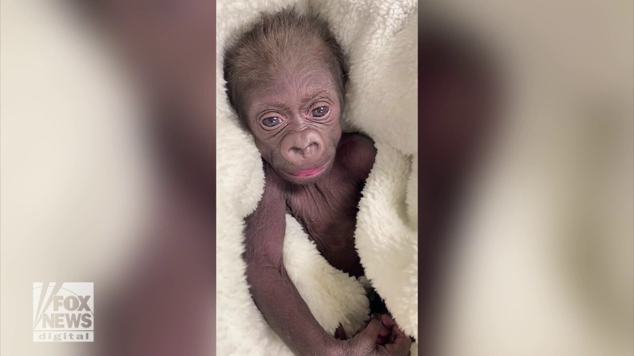 Baby gorilla delivered by C-section by medical doctors