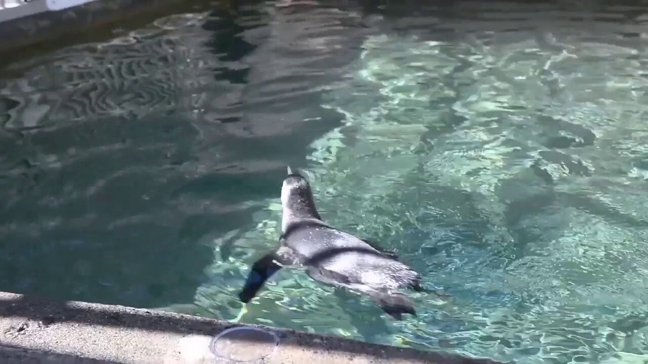 Surf's up! Baby penguin practices her swimming skills