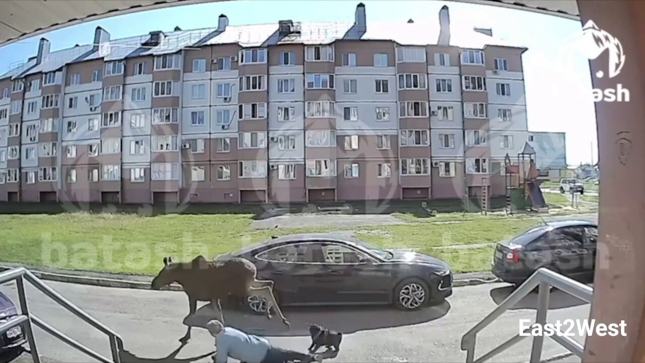 ГЛЕДАЙТЕ: Жена, съборена, докато буйстващ лос тича на свобода в руски град