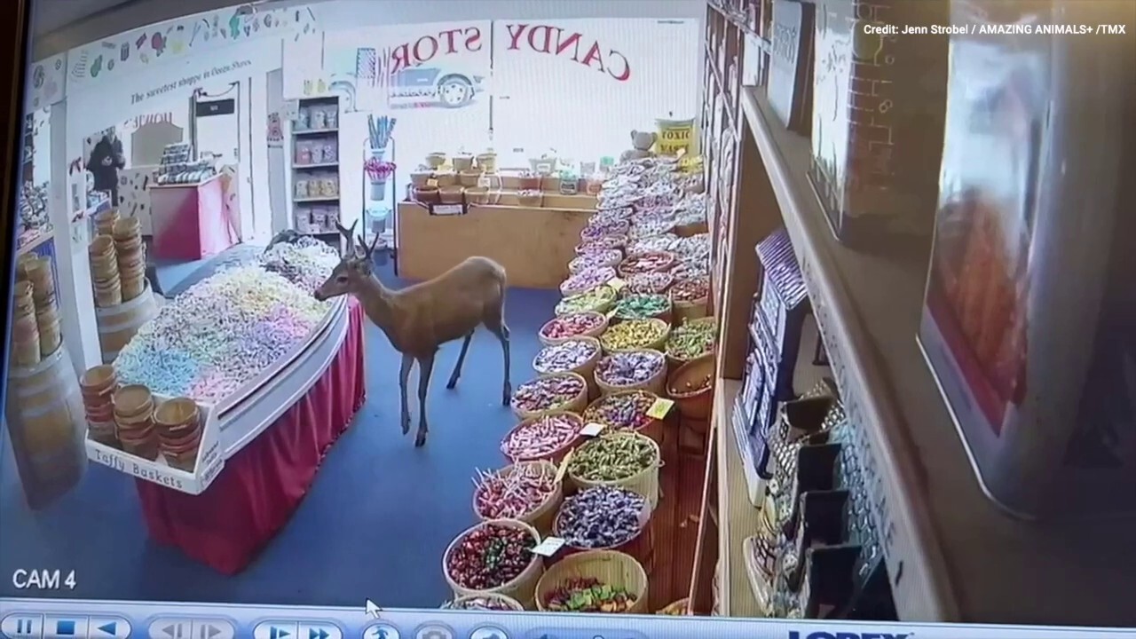 Oh deer! Watch as a four-legged customer satisfies candy craving