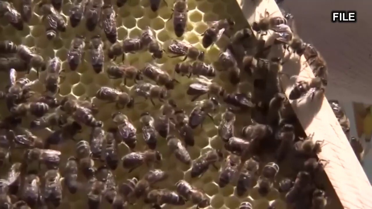 Arizona golf course employee dies after bee attack