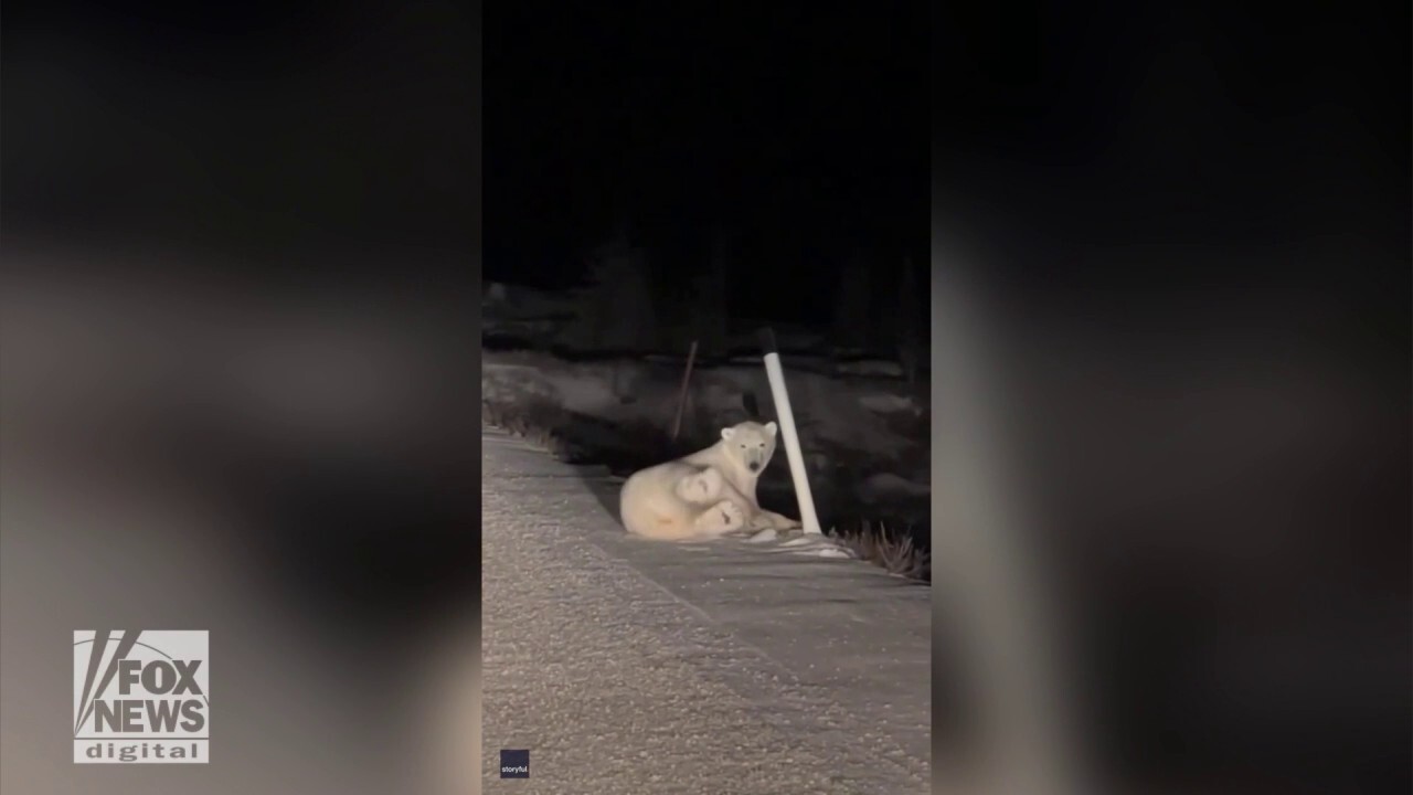 Polar bear caught on video playing with traffic marker in Canada