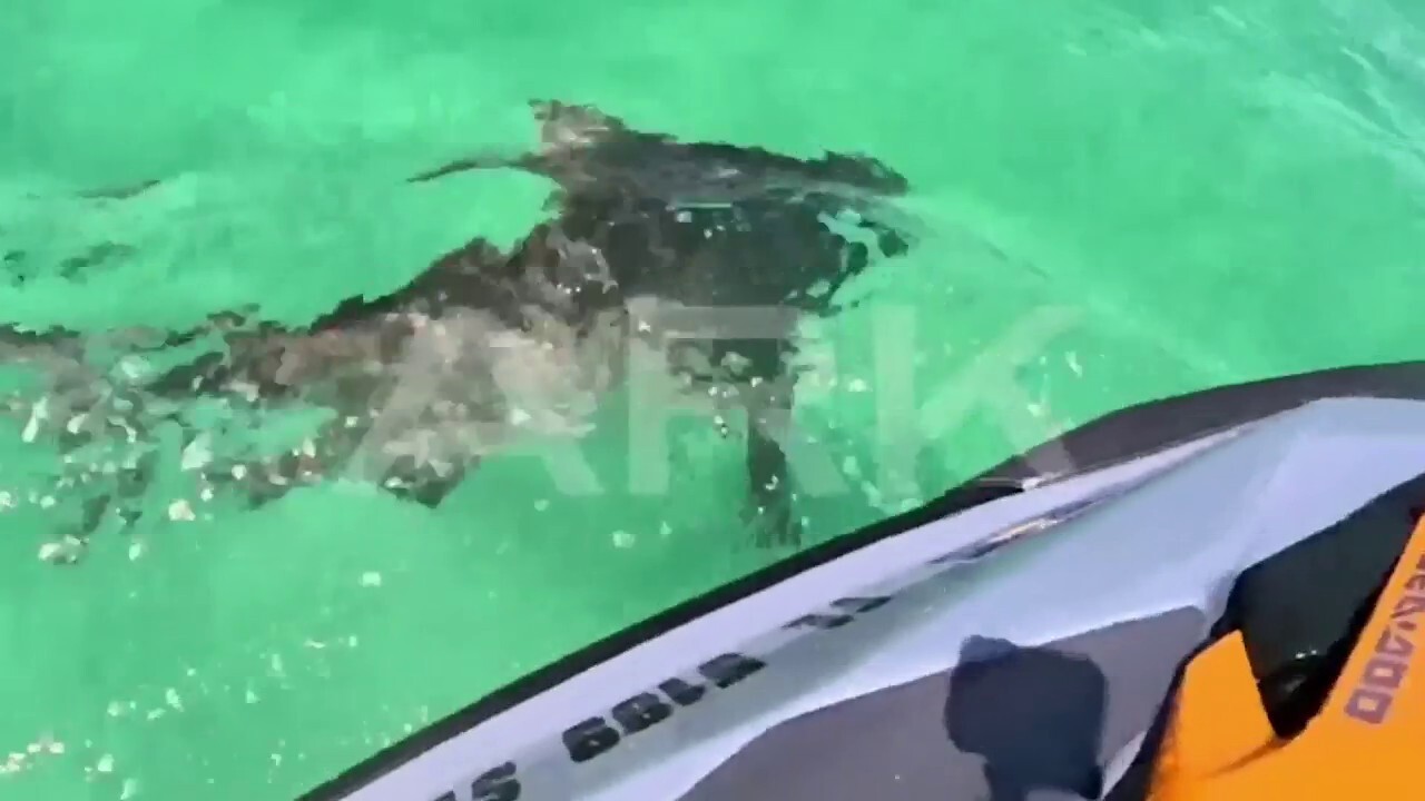 Сред поредица от атаки на акули във Флорида джет скиор
