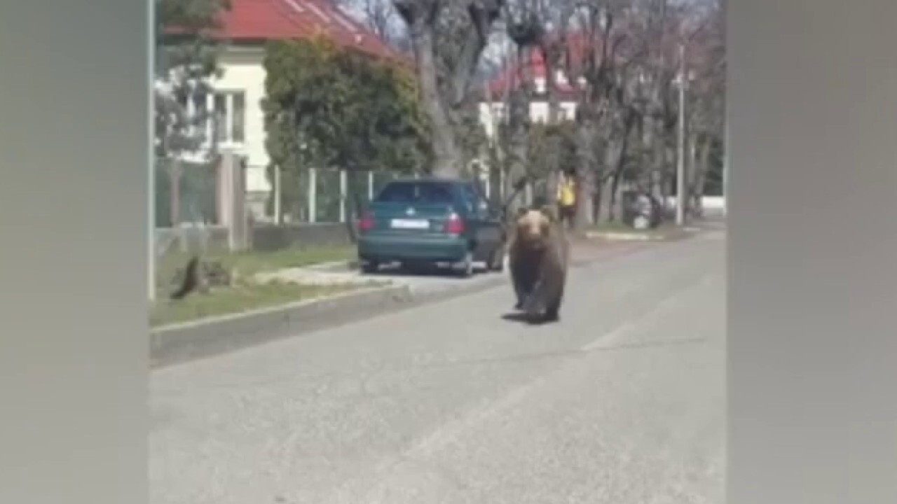 Кафява мечка която ужаси малък град в Словакия наскоро беше
