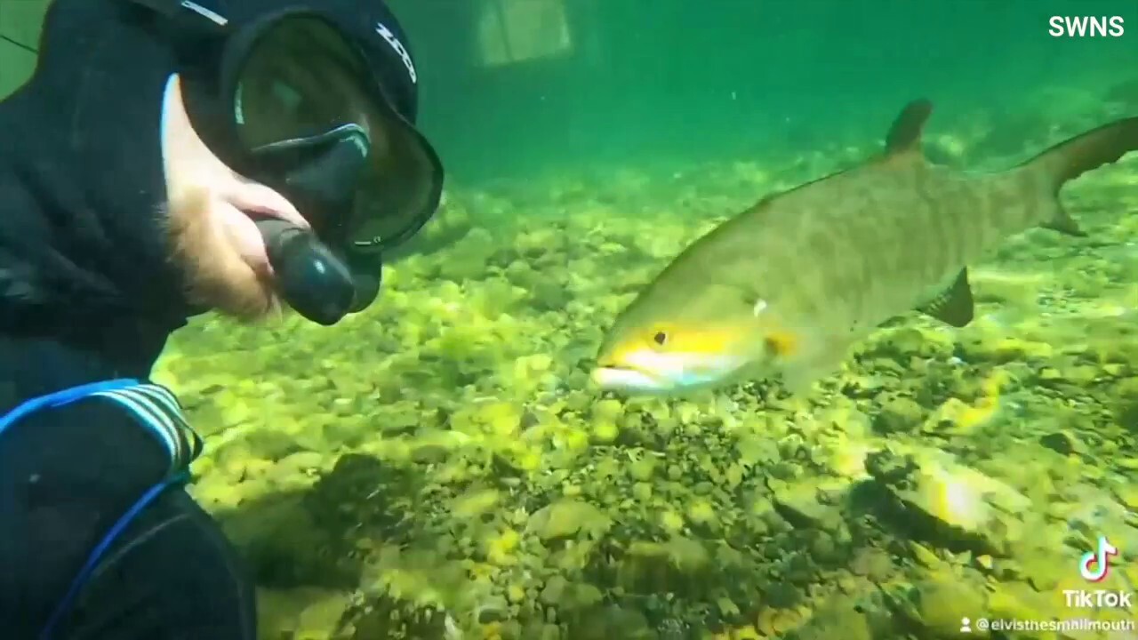 Man Swims With Fish In Unlikely Friendship Fox News Video