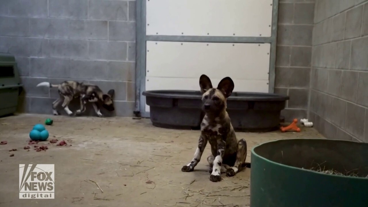 Zoo welcomes endangered puppies, raises them with help of surrogate mama dog