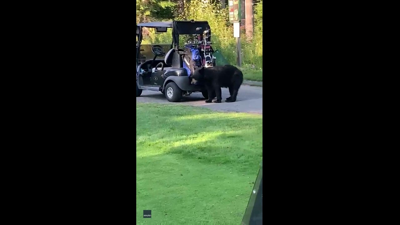 Golf gone wrong: Black bear rips through players' golf bags, then steals one