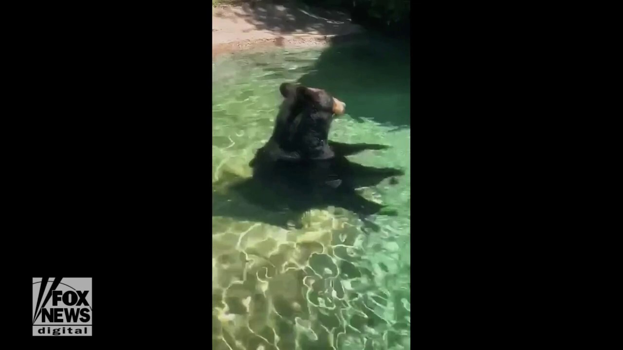 Believable bear? Bear sits human-like in zoo pool