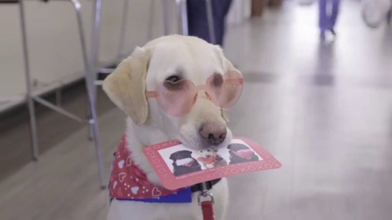 Световните рекорди на Гинес отнеха титлата „най-старото куче някога“ за португалско куче