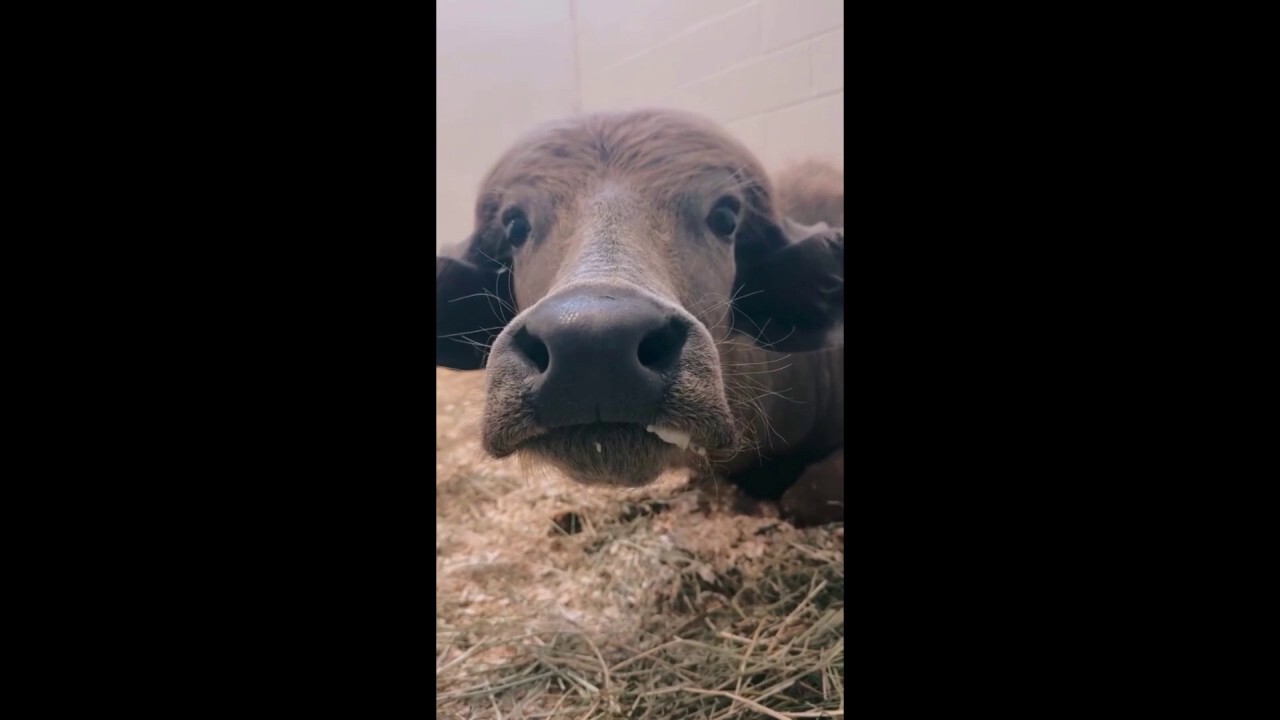 Water buffalo recovering from gunshot wound in Iowa