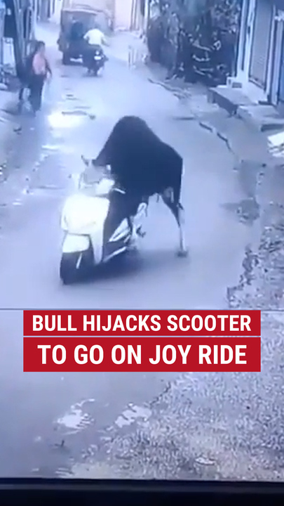  Bull hijacks scooter to spell  connected  joyousness  ride
