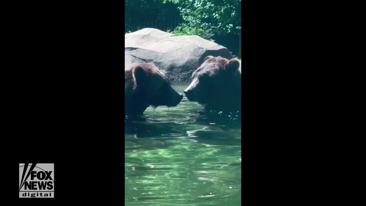 Grizzly bears practice shark impressions