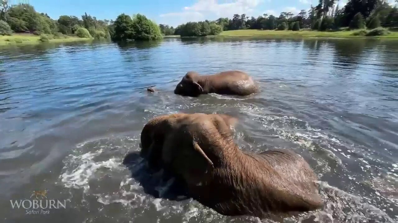 Elephants cool off with a dip in the lake