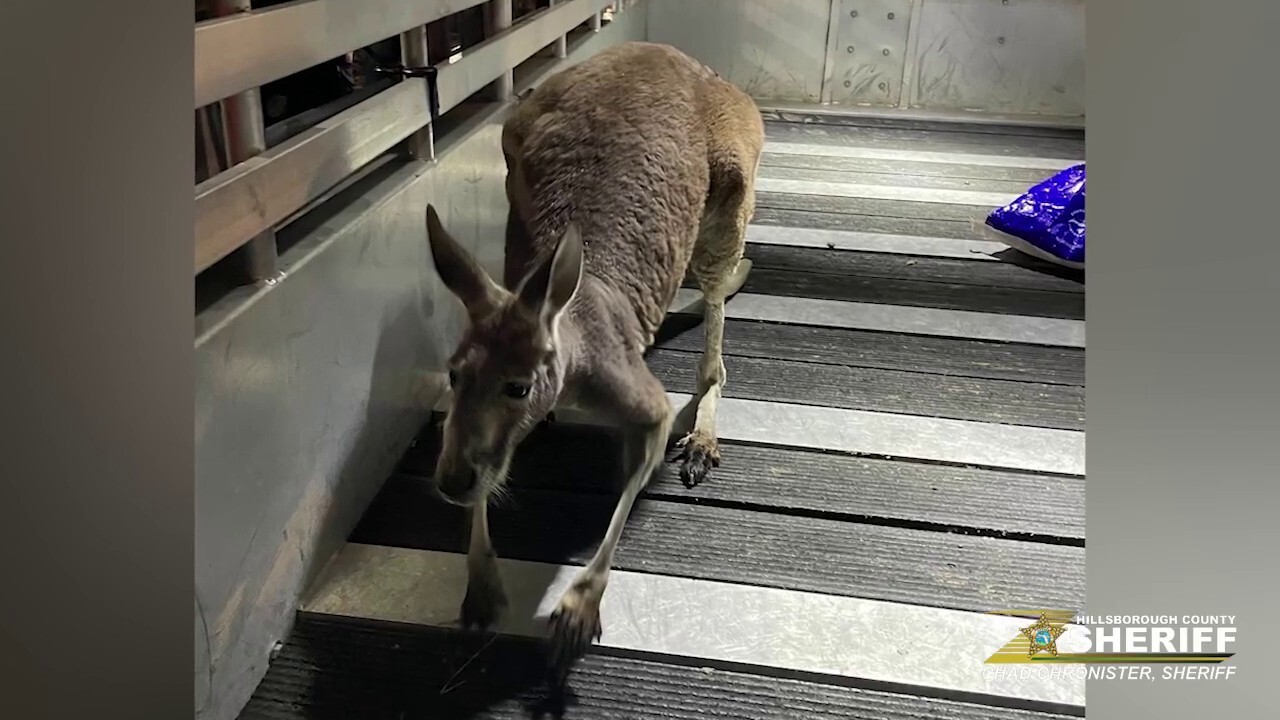 Свободно кенгуру бе хванато от полицията, след като беше забелязано да тича