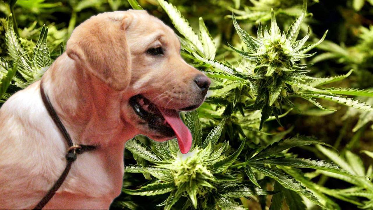 Number of pets accidentally ingesting marijuana skyrockets