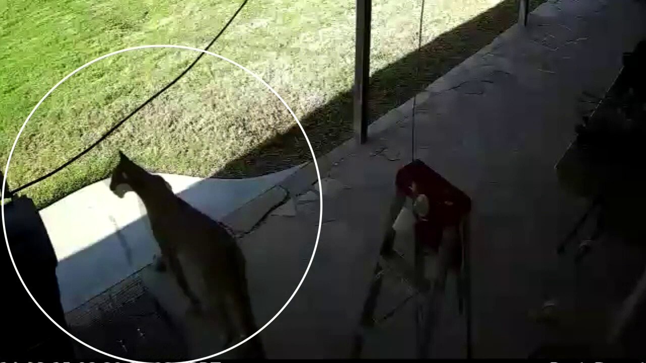 Mountain lion caught on home surveillance camera in Southern California