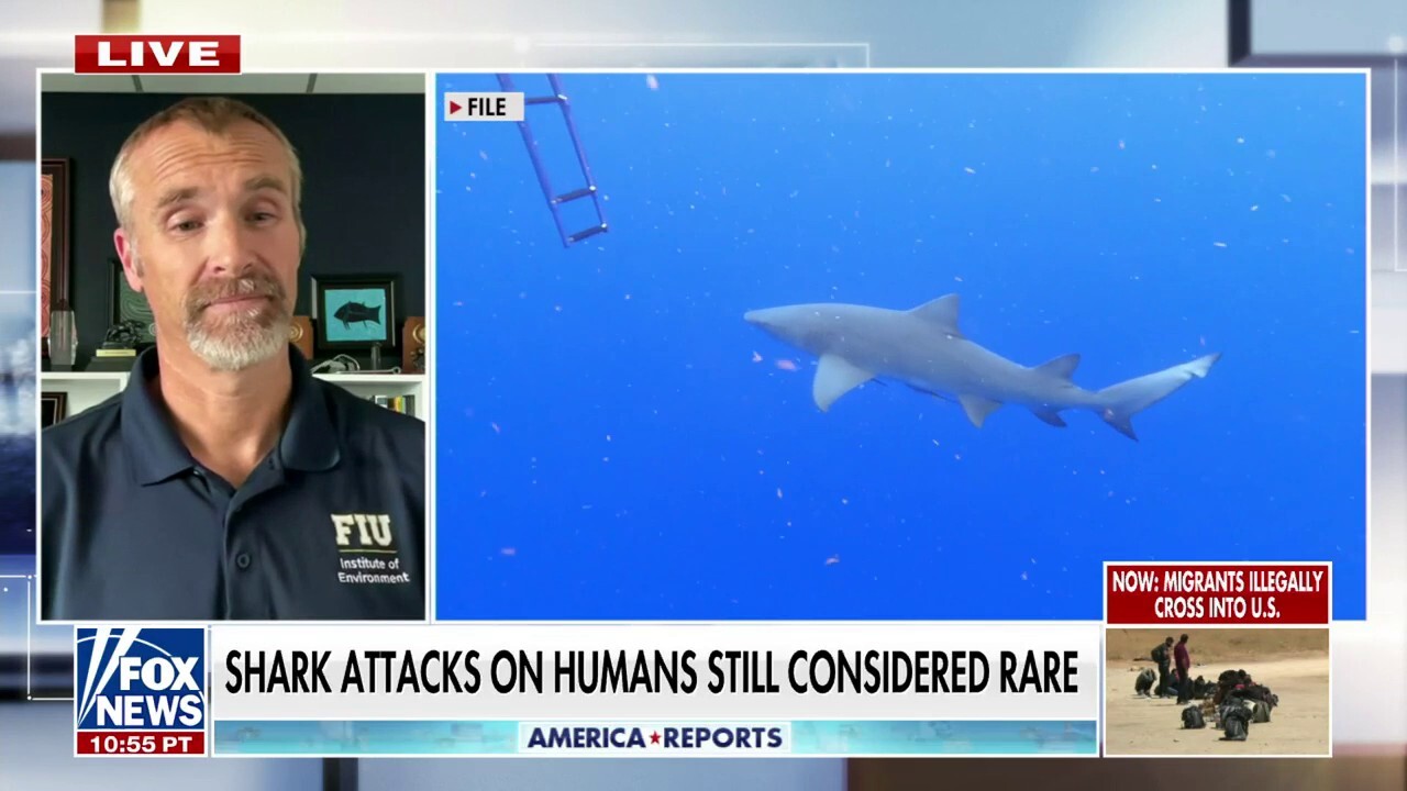 Expert emphasizes rarity of shark attacks after two attacks in Florida