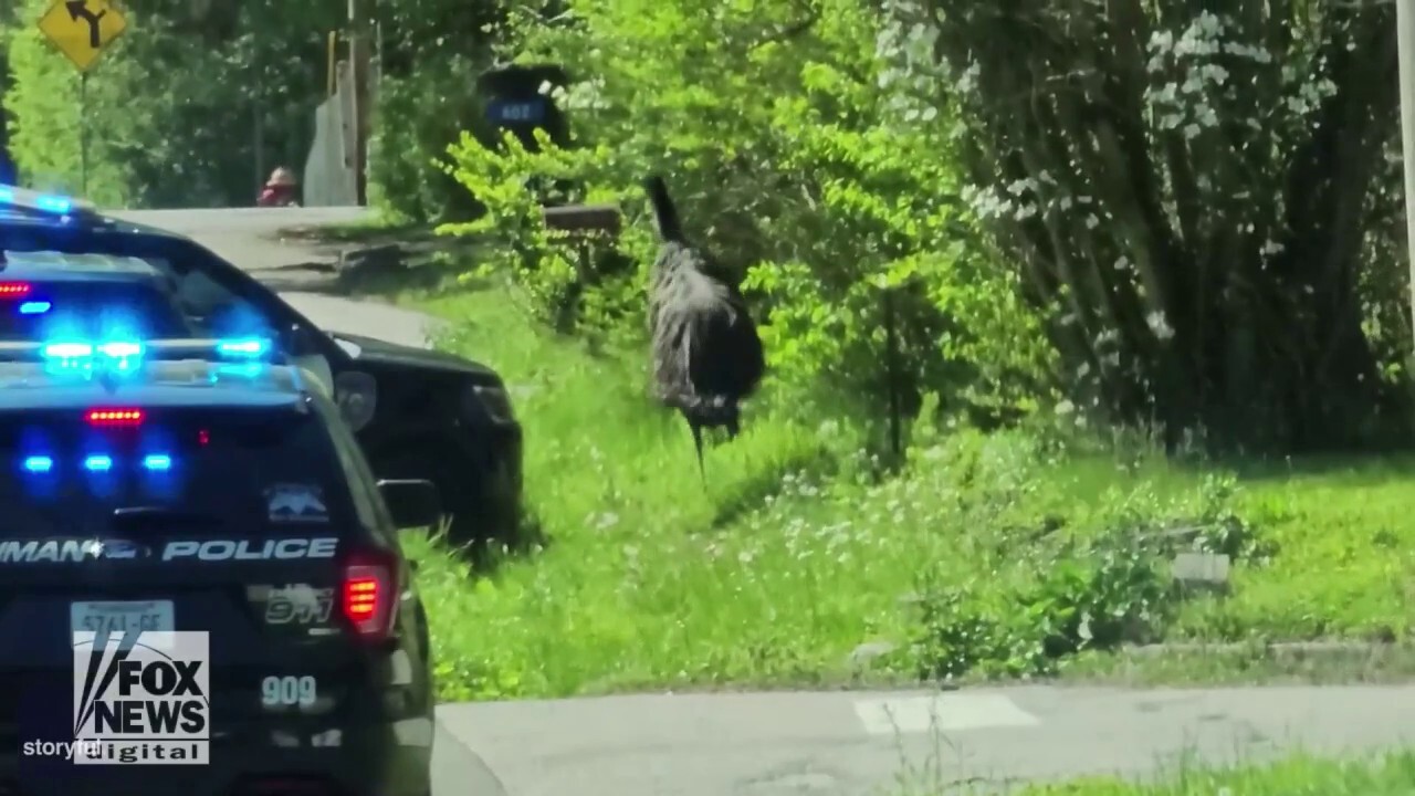 Emu seen running down residential road: See the video!