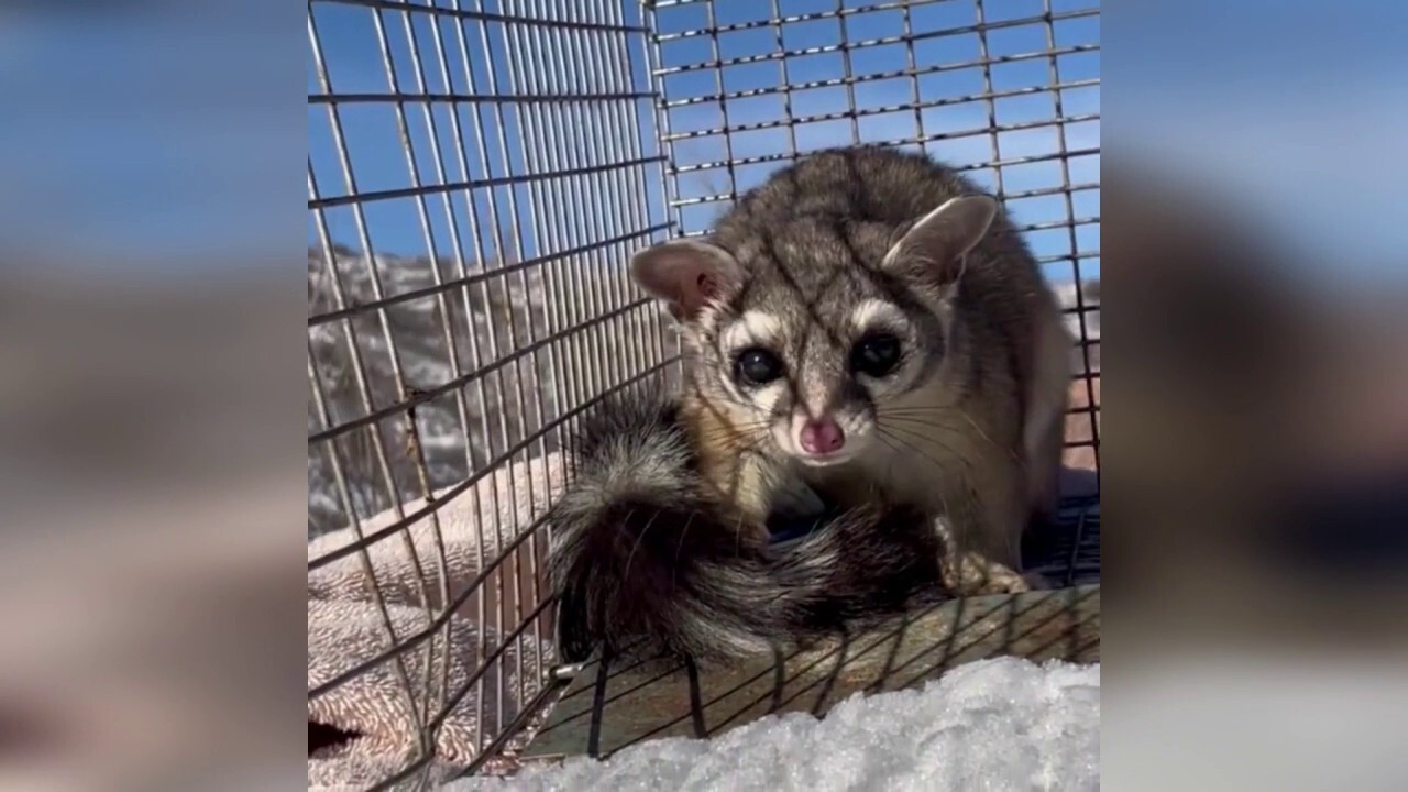 Colorado store staff discover rare ringtail cat living in shoe department  for 3 weeks | Fox News