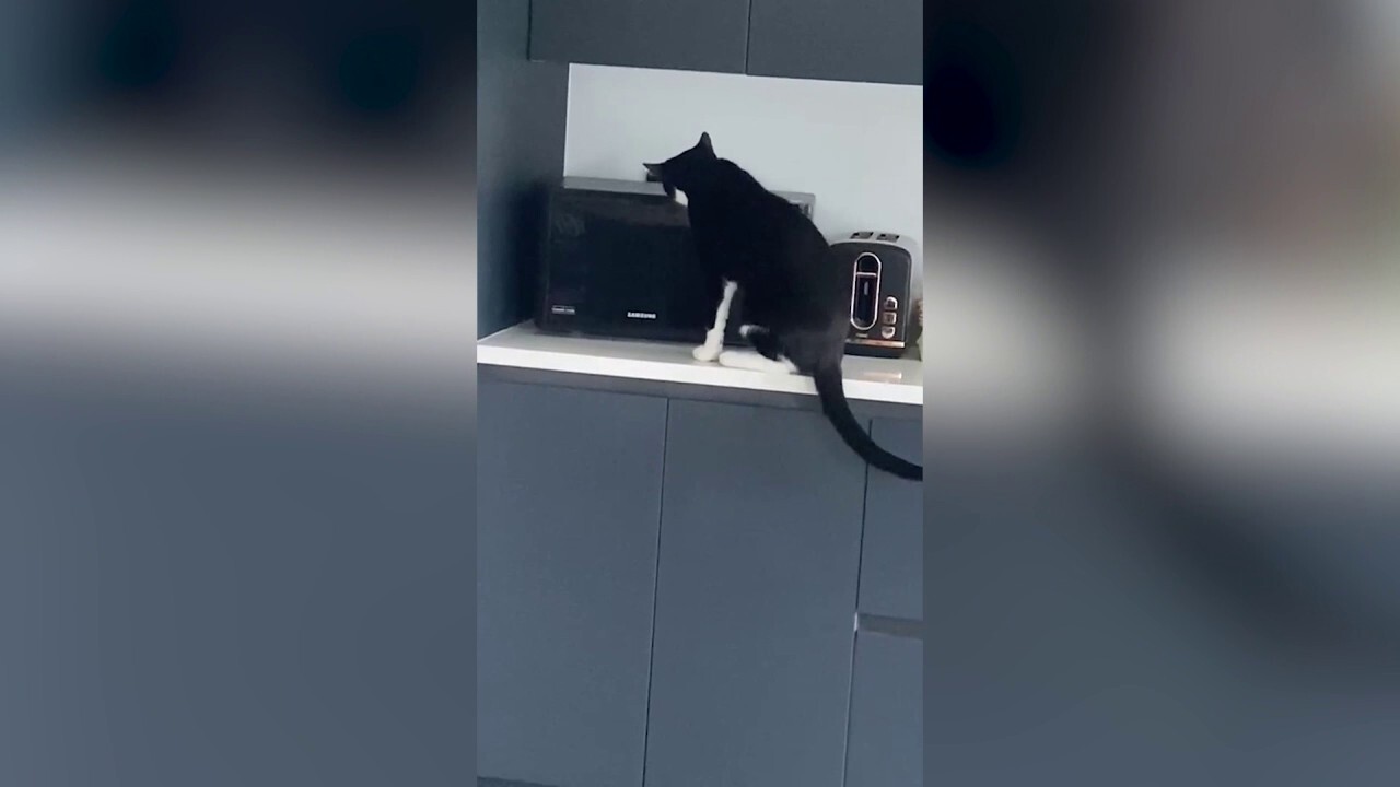 Viral video shows cat opening microwave door in search of pizza after dark