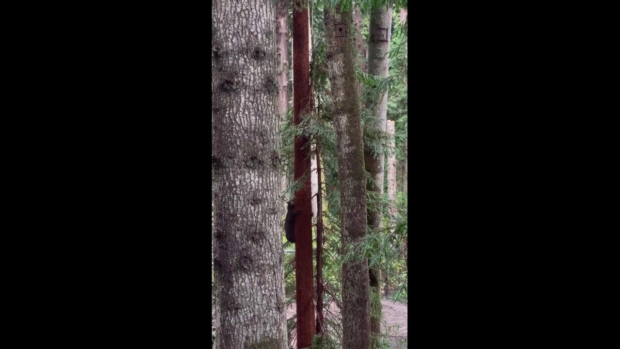 Black bear is caught shimmying down large tree at Sequoia Park Zoo