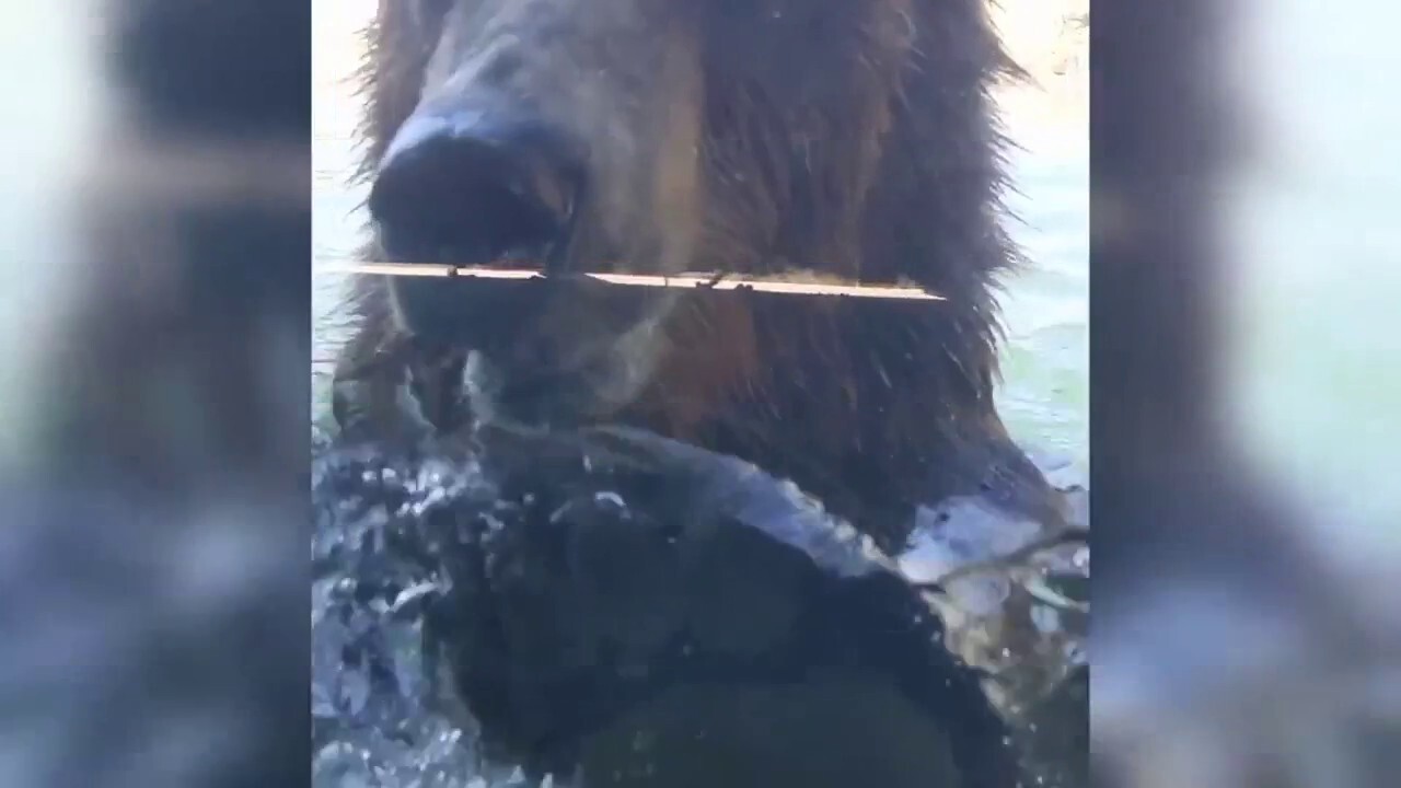 Large grizzly bear plays in water at zoo