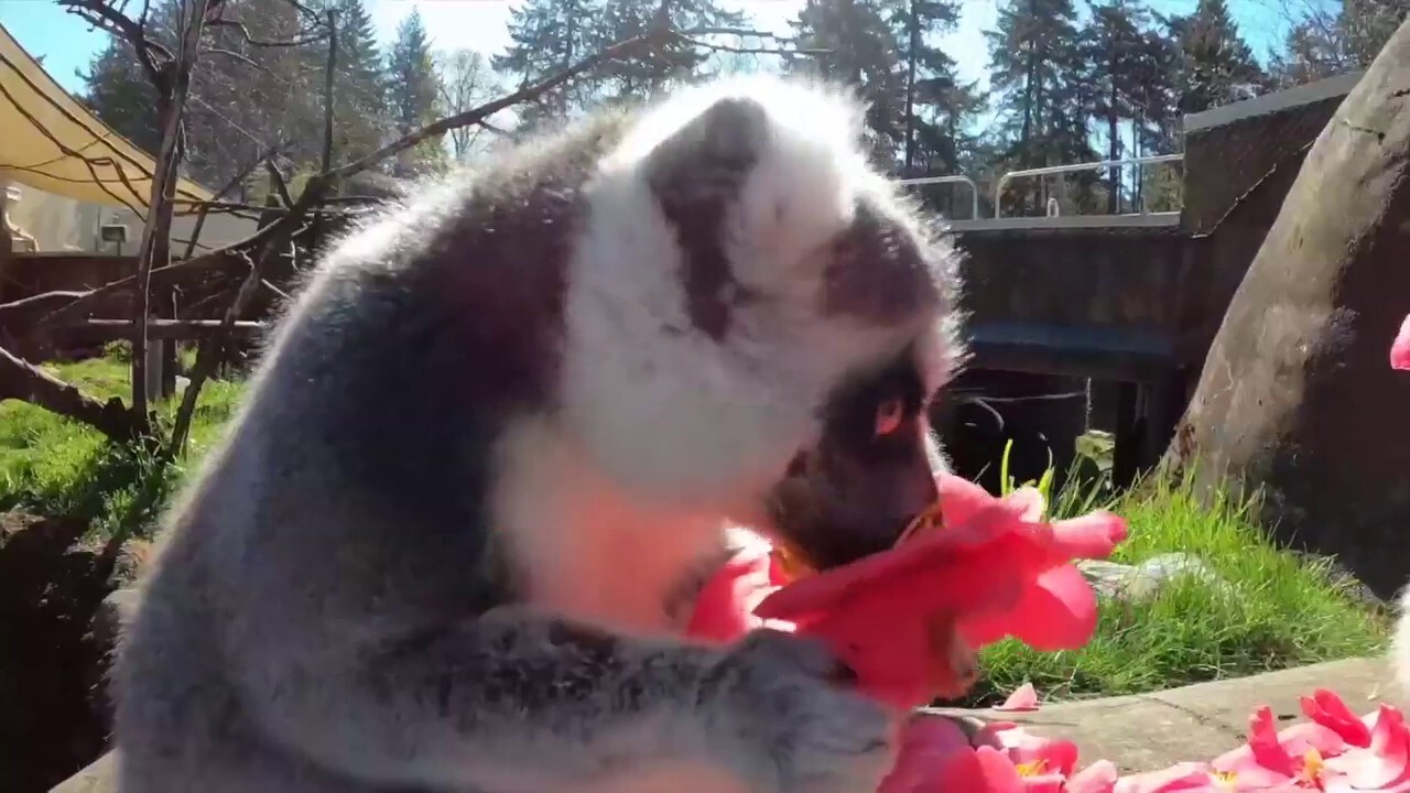 Lemurs at the Oregon Zoo enjoy a floral snack courtesy of the zoo’s horticulture team