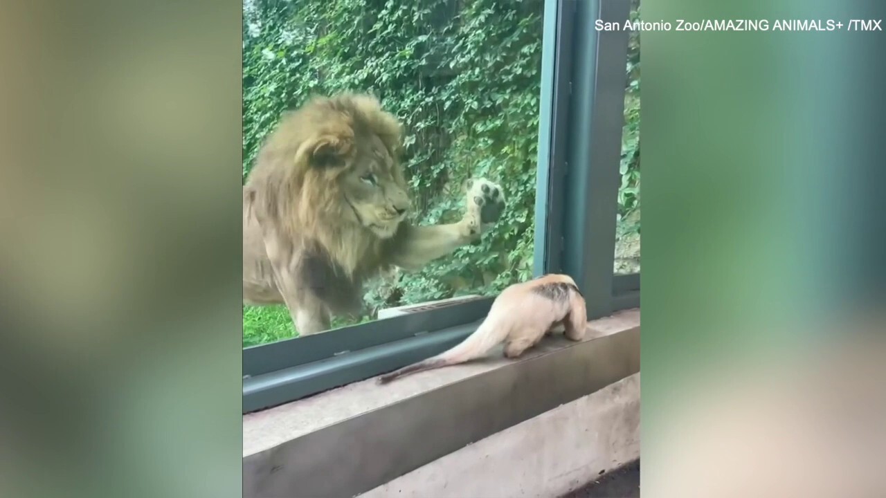 Anteater walks with the lions — see this cute video! 
