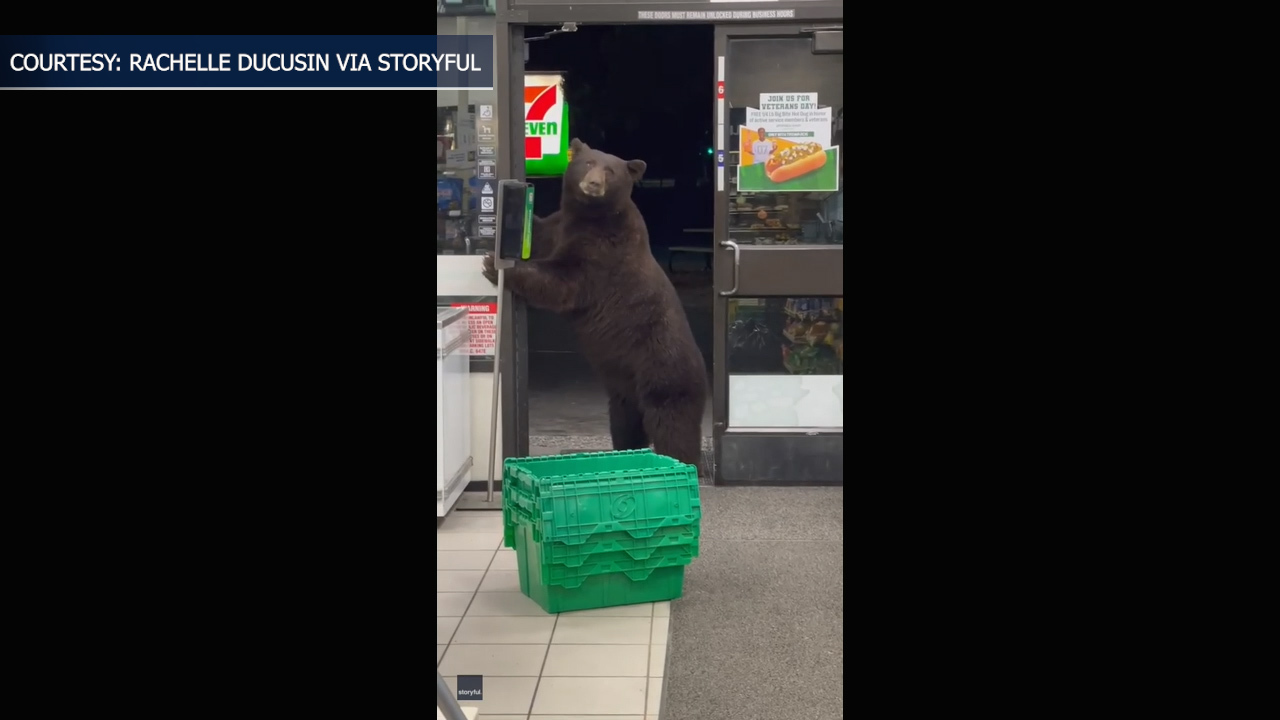 Hungry bear follows 7-Eleven employee into California store