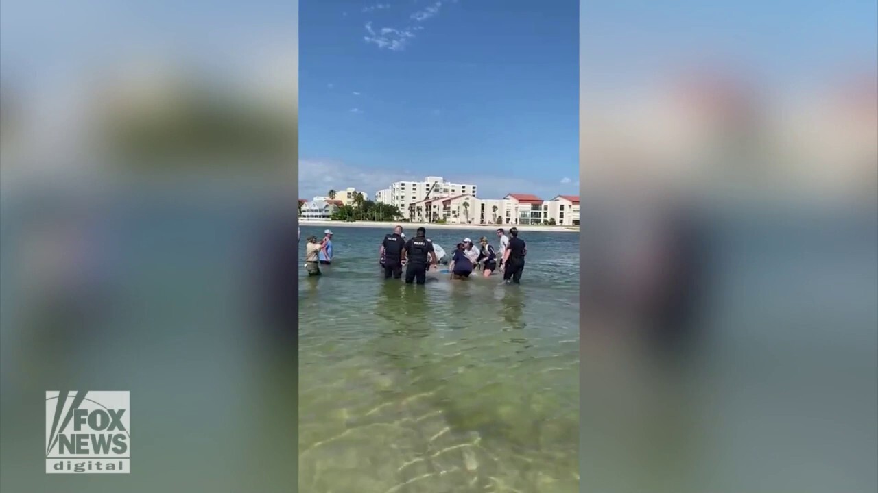 Manatee rescued after it was found stranded on coastal island