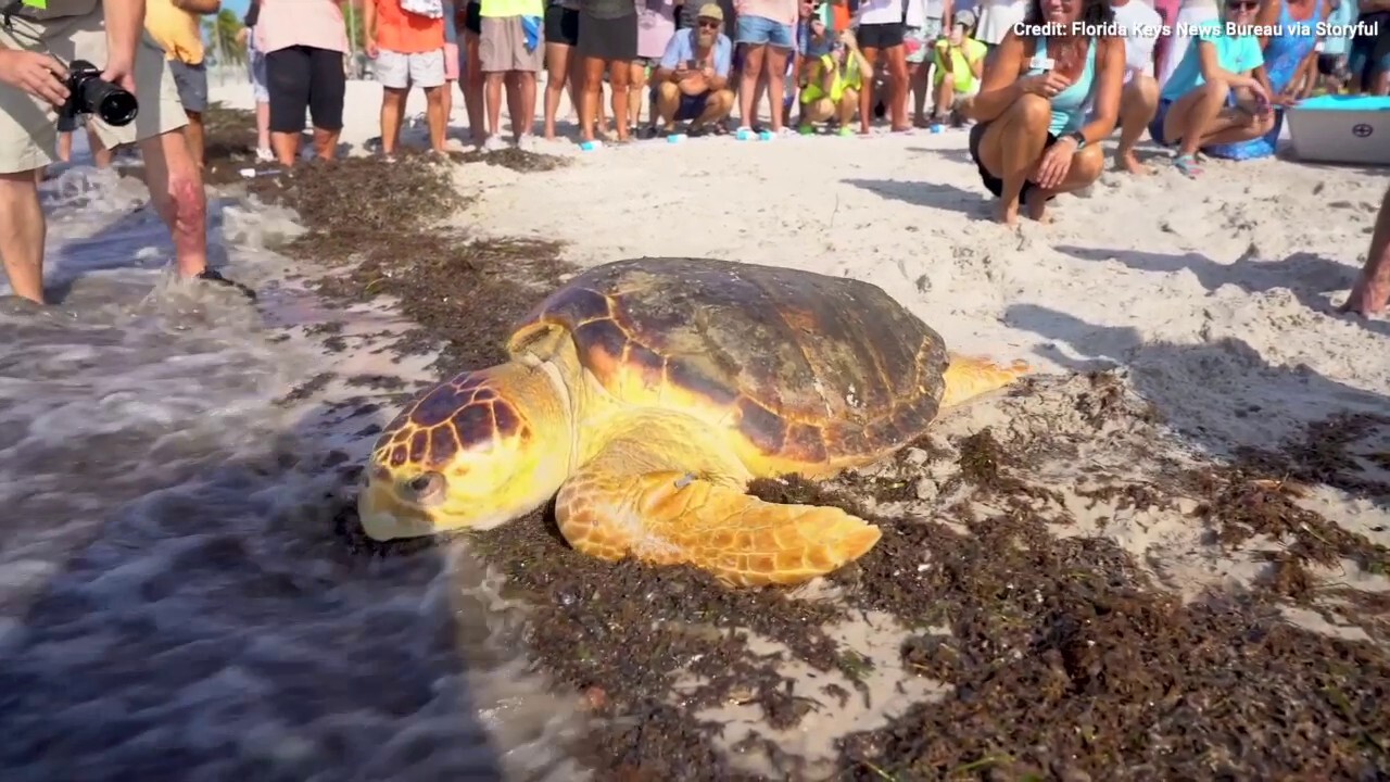 Watch the sweet moment a loggerhead sea turtle is released into the ocean! 