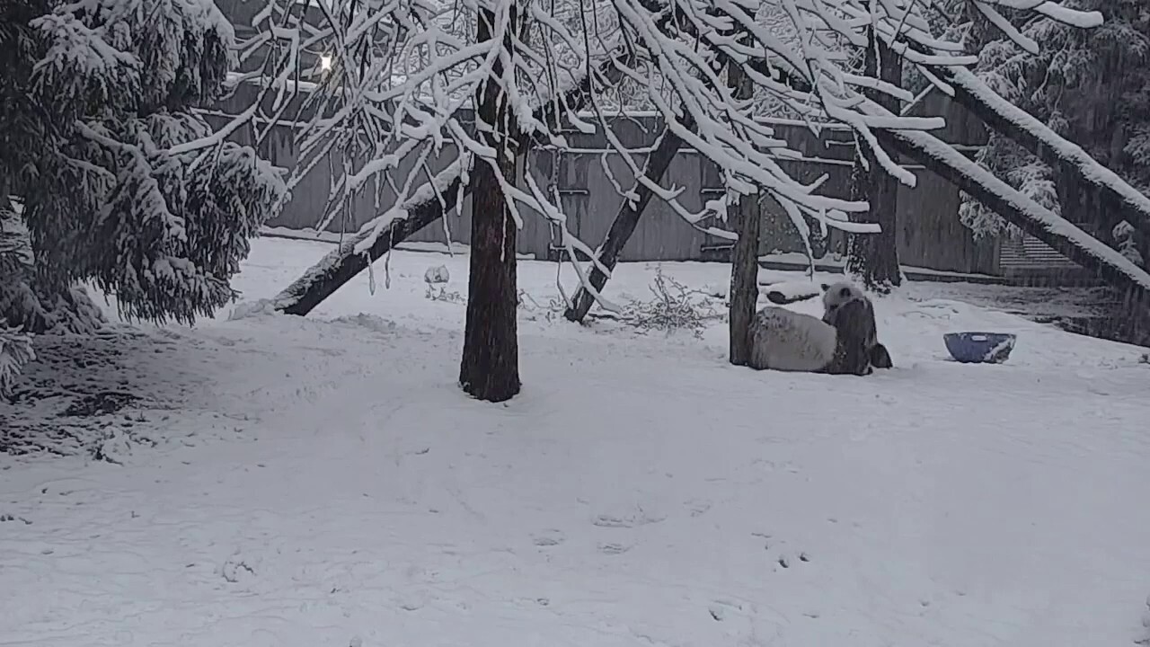 Giant panda cub enjoys first snow day of the season at Smithsonian Zoo