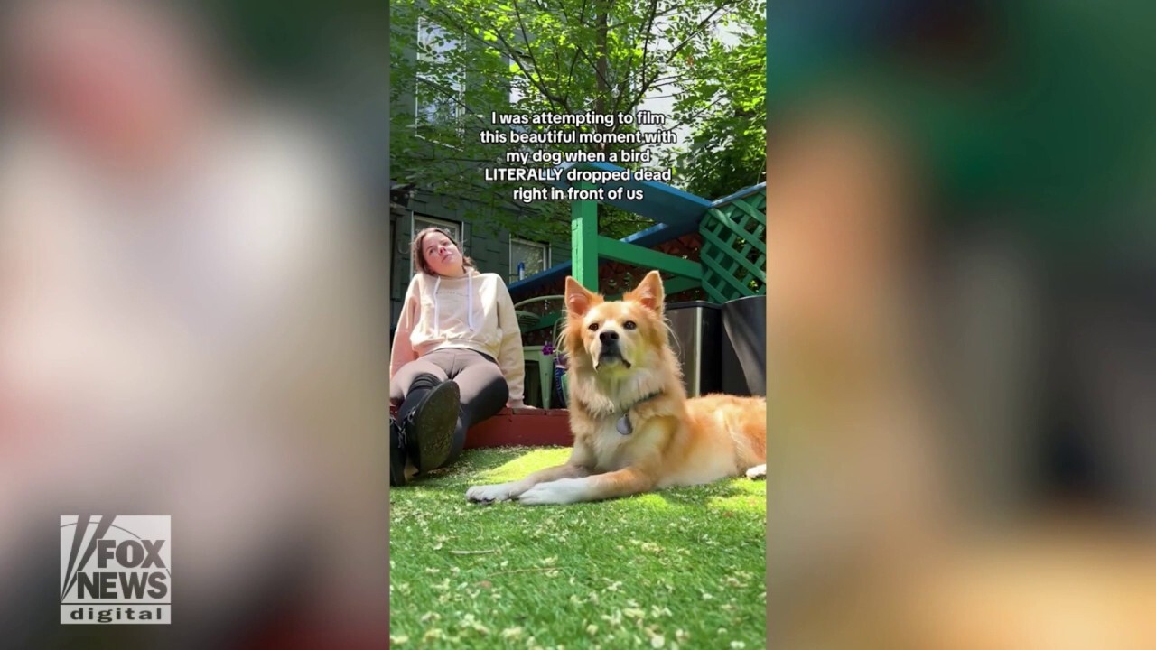 Woman and dog witness bird plummet from the sky — watch their reactions!