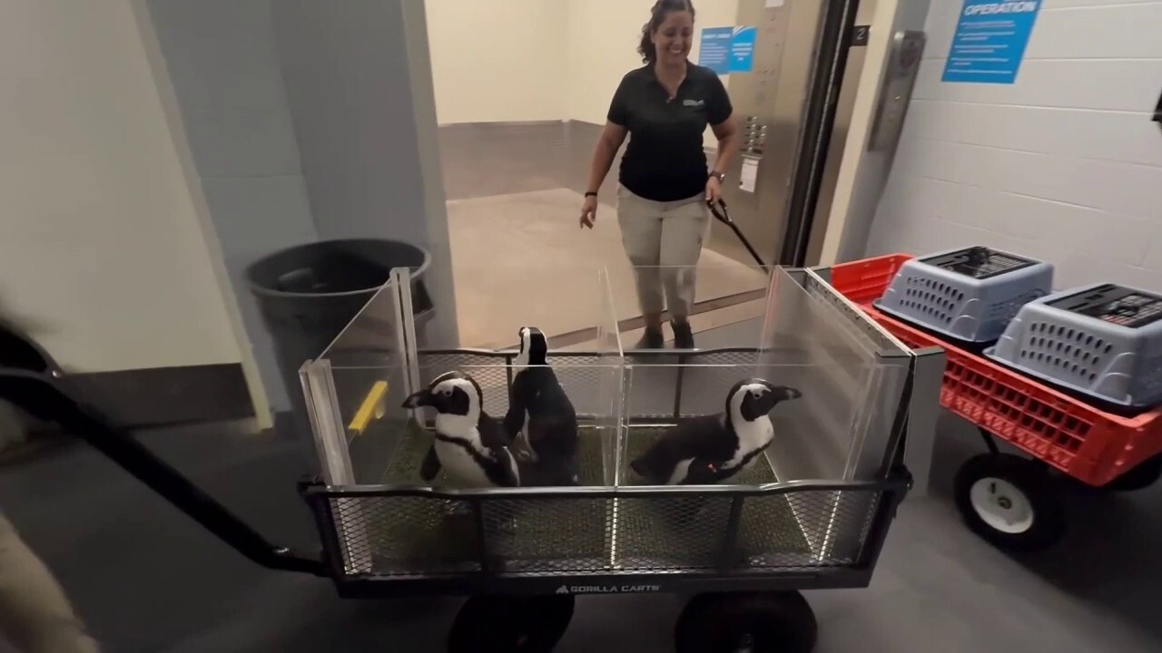 Ahead of Hurricane Milton, Florida Aquarium moves penguins to higher ground