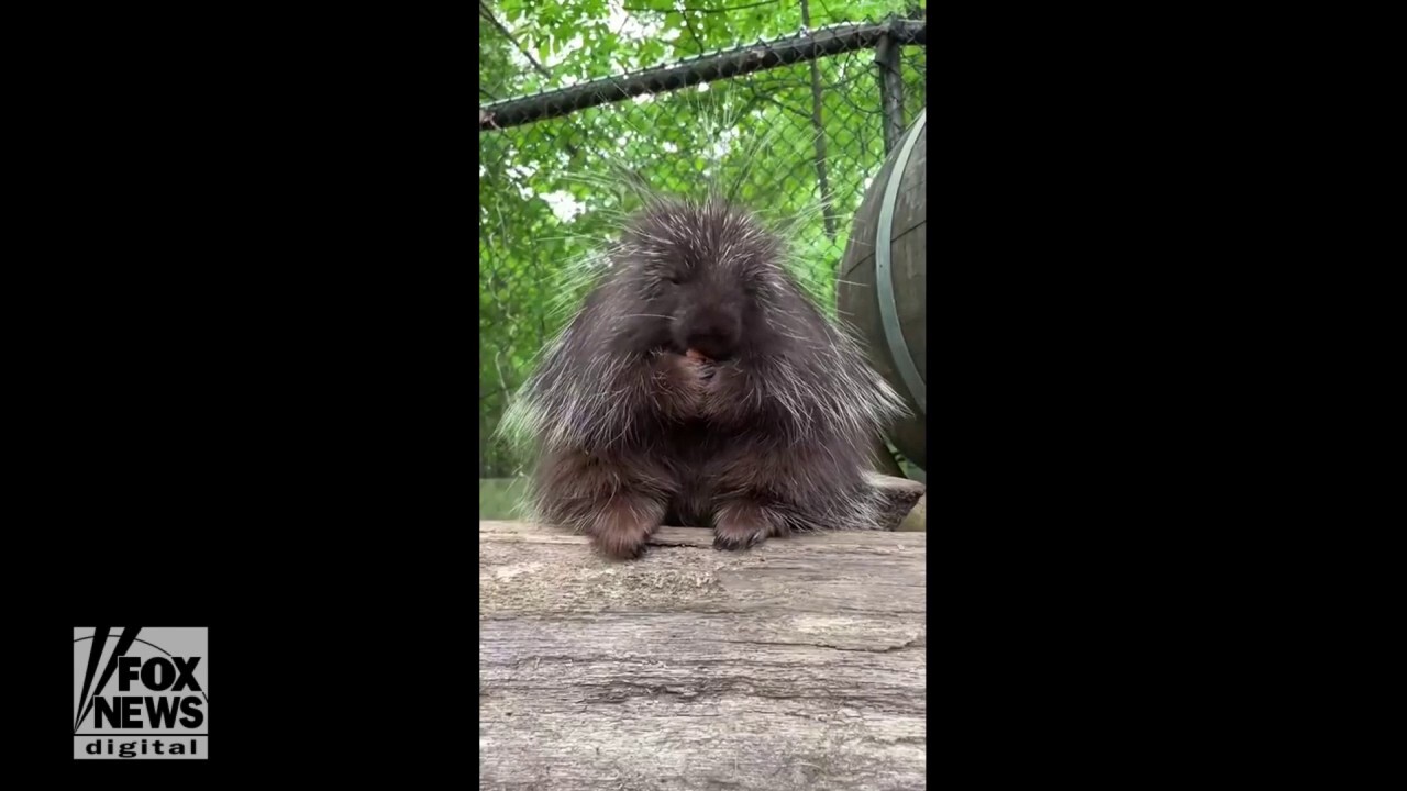 Porcupine at Memphis Zoo enjoys a midday snack