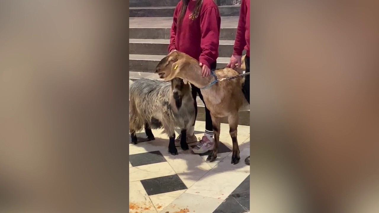 Goat takes center stage, sings for choir at church service