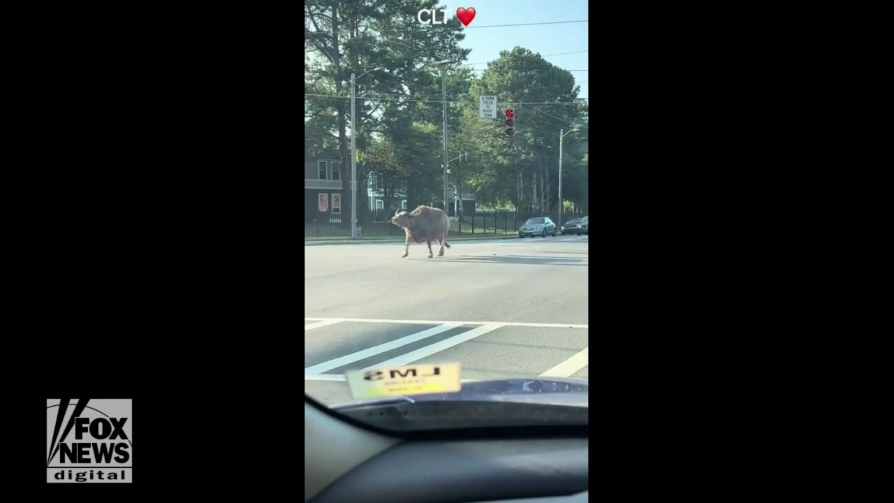 Water buffalo seen running through city traffic
