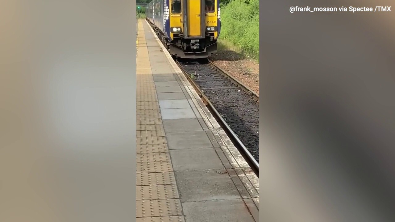 All aboard! Watch as a mother duck and her ducklings stop a train in its tracks 
