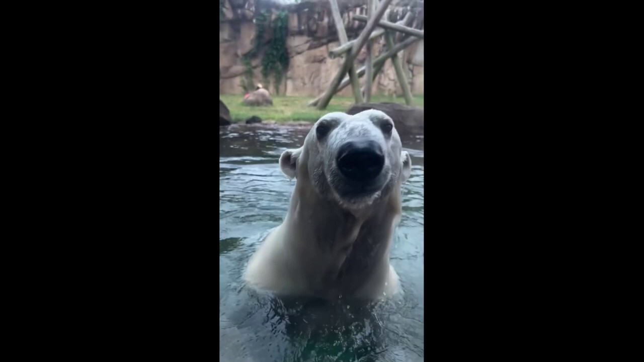 Polar bear goes for swim at Memphis Zoo 