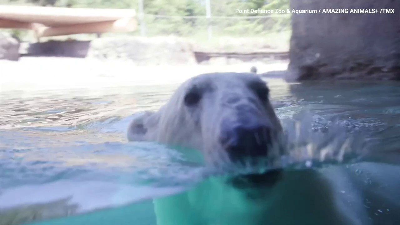 Twin polar bears make a splash in their new home - see the cute video!