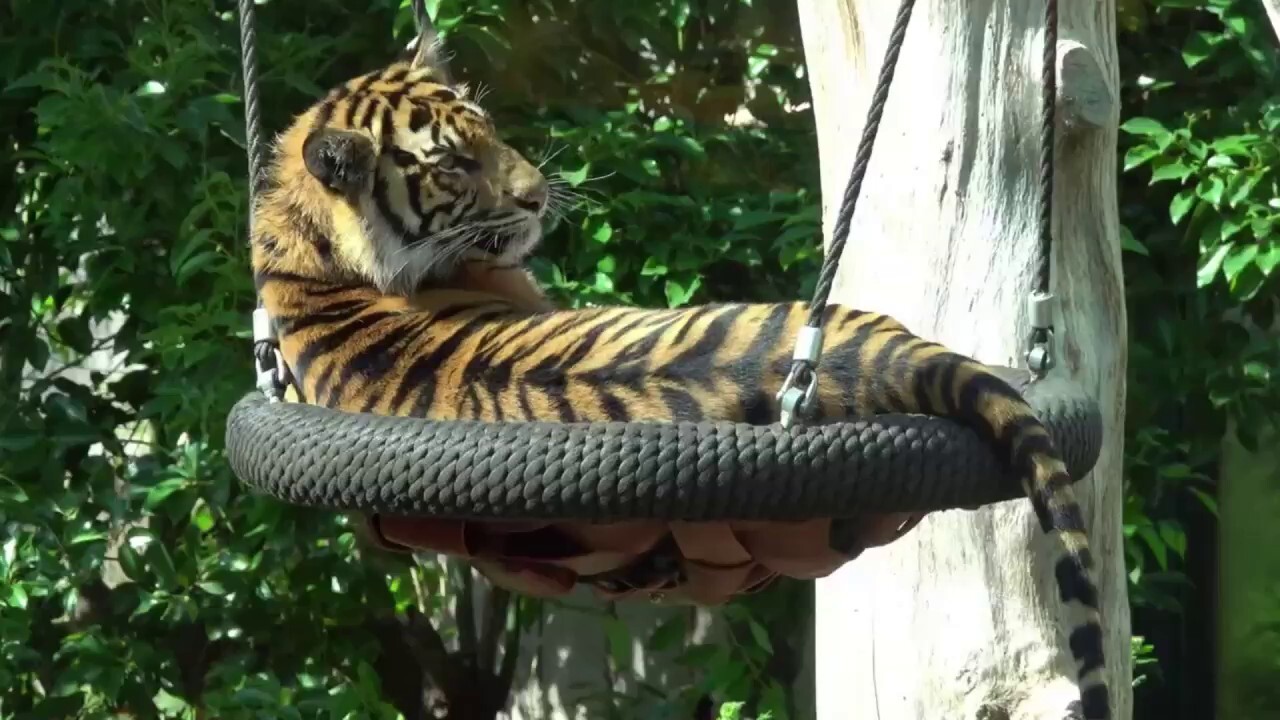 Евтаназиран тигър сред повече от 100 животни, конфискувани, докато зоологическата градина във Вирджиния е изправена пред разследване за хуманно отношение към животните