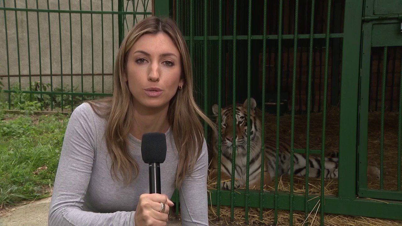 Ukraine’s tiger queen: Saving a war zone’s wild animals 