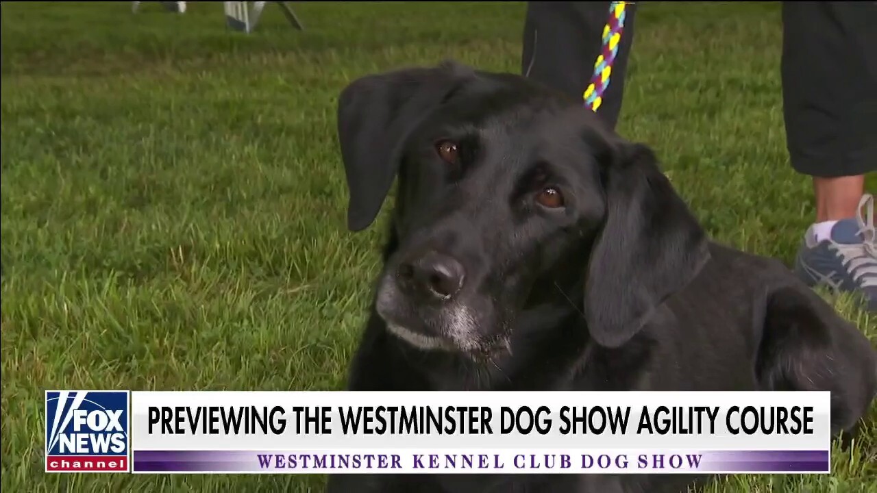 Janice Dean previews the Westminster dog show agility course Fox News