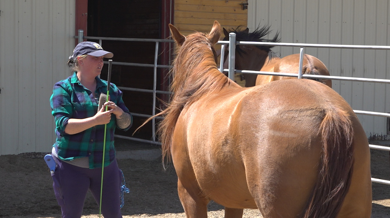 Horse therapy helps veterans struggling with mental health